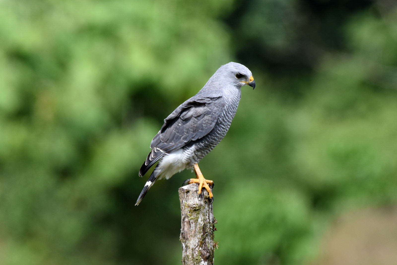image Grey Hawk